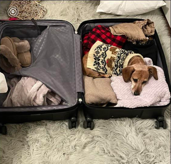 dog in suitcase