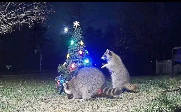 Christmas tree wildlife cam