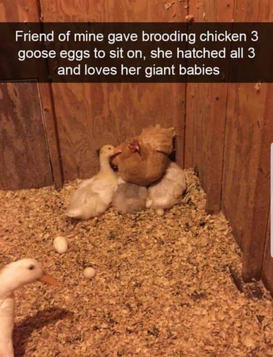 chicken sitting on geese