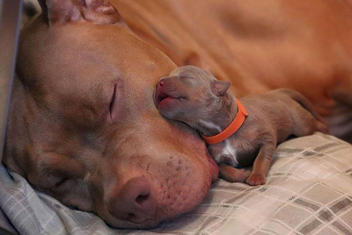 puppy sleeping with mom