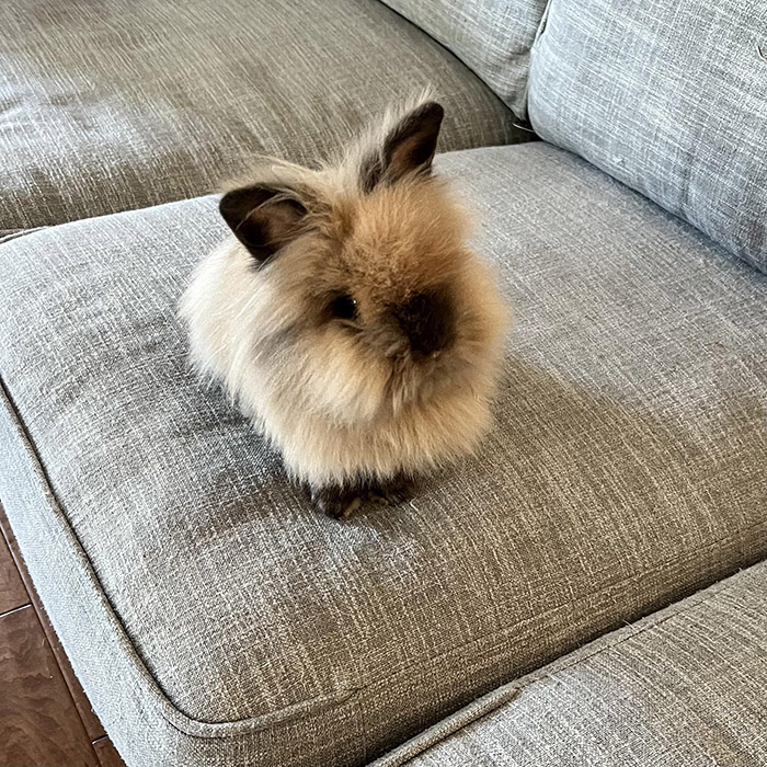 This lionhead bunny