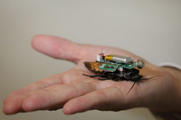 cyborg roaches search and rescue