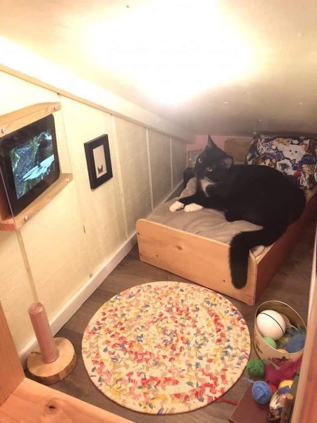 cat house crawl space