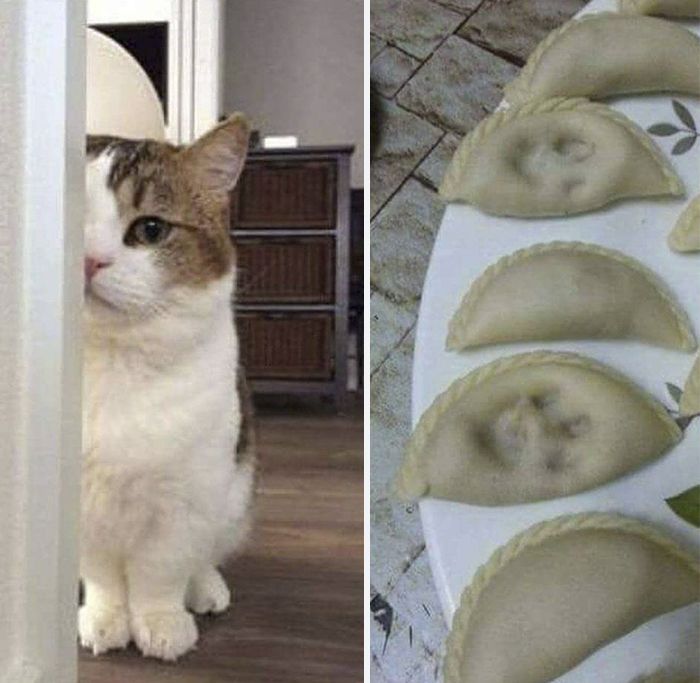 cat steps on food