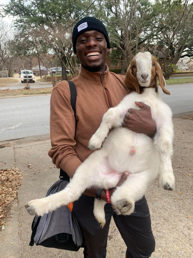 goat followed me home from work