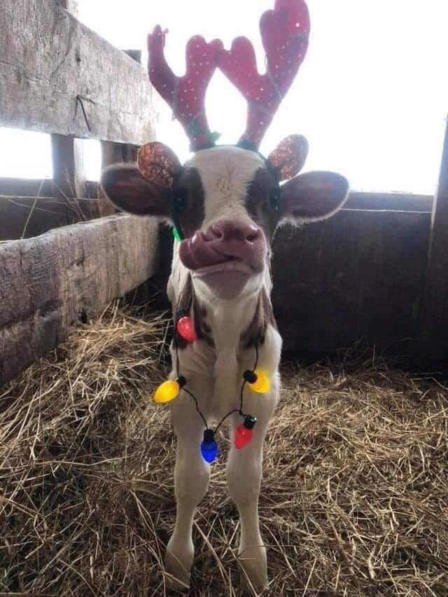 m4x6i-reindeer-cow.jpg