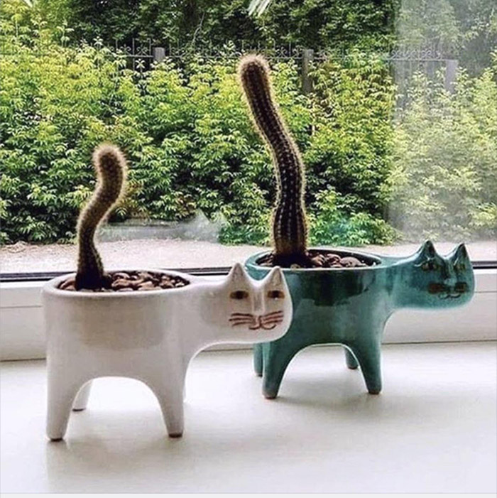 cat cactus planter