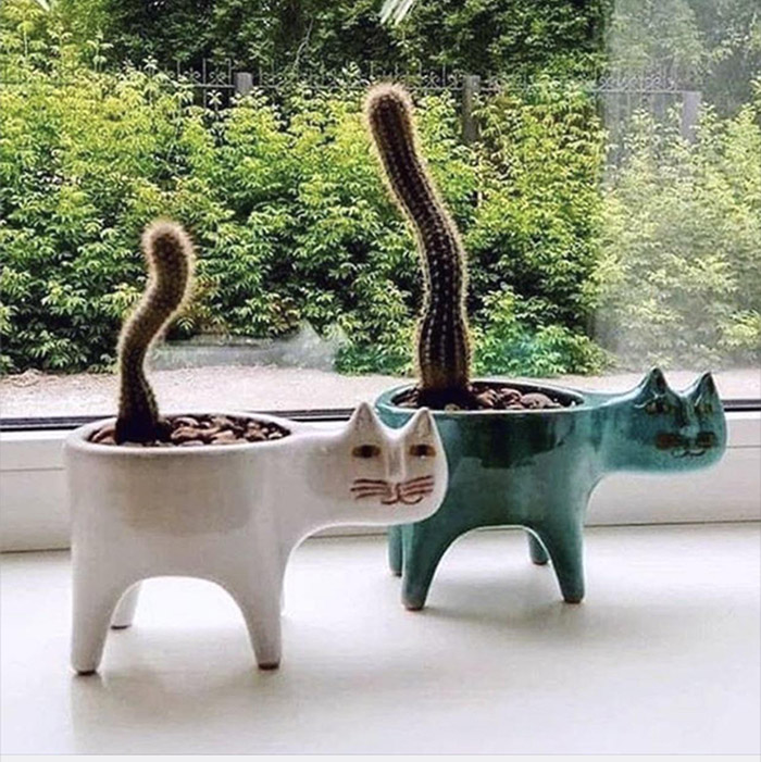 pgym1-cat-cactus-planter.jpg