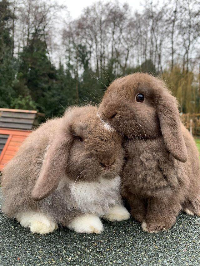 mocha and frappe rabbits