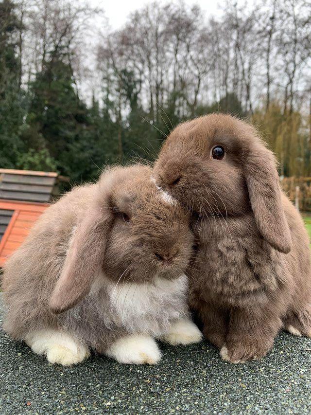 sddt0-bunny-friends.jpg