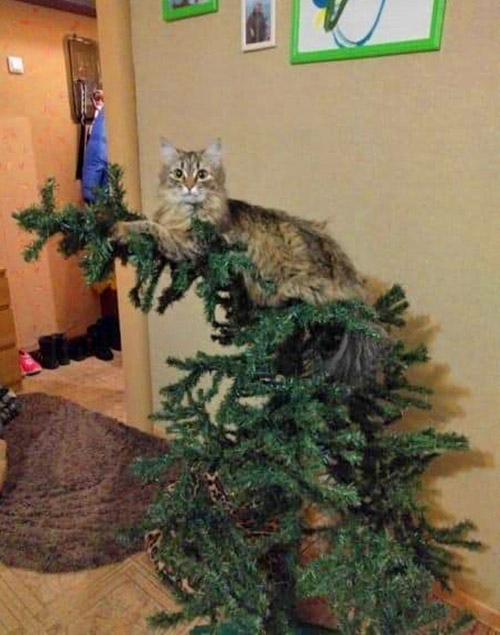 cat on christmas tree