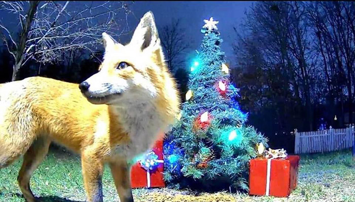 Christmas tree wildlife cam