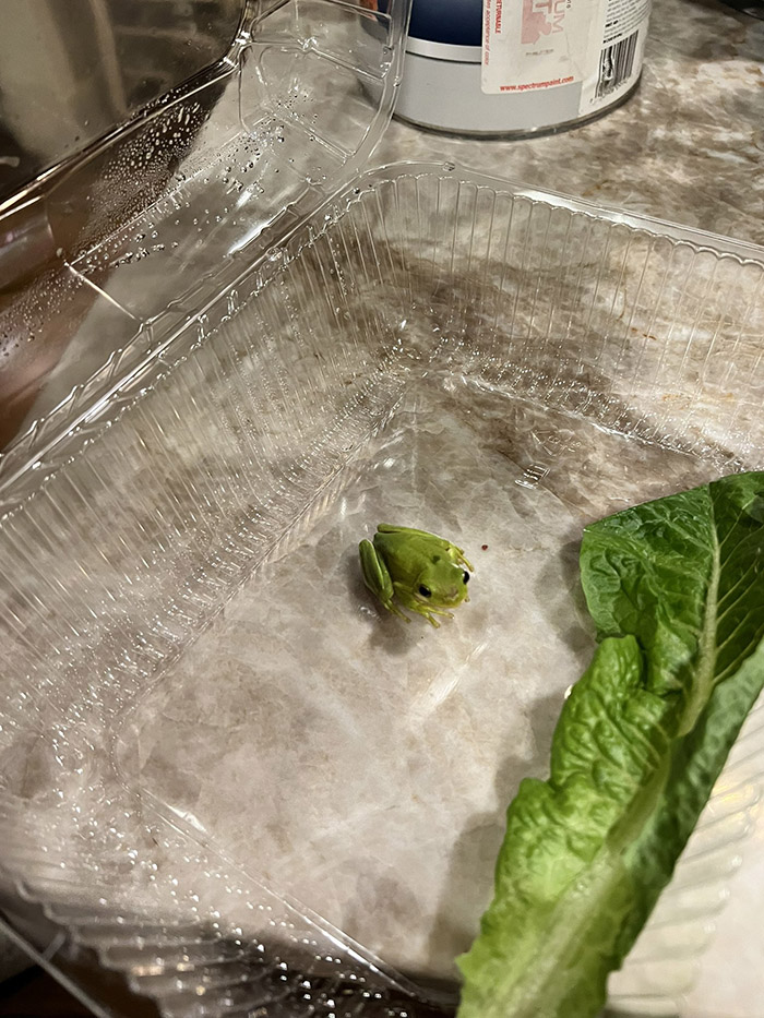 frog in lettuce box