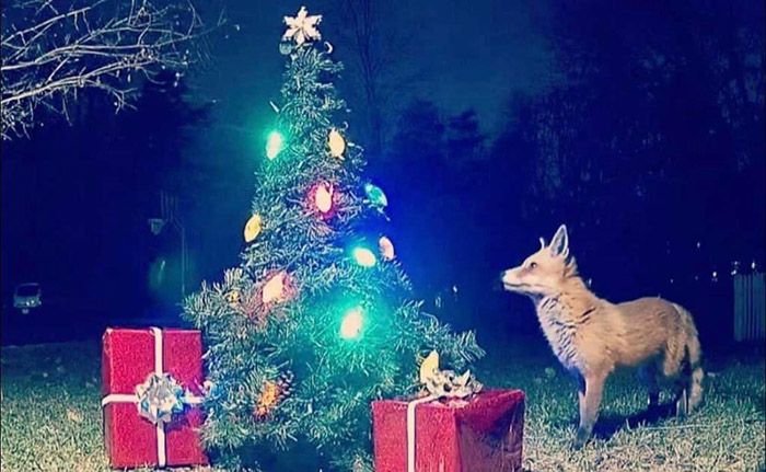 Christmas tree wildlife cam