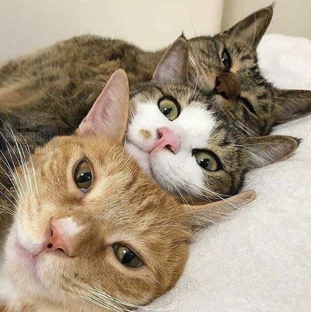 cat bros