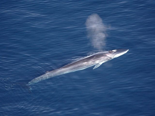 1000 fin whales