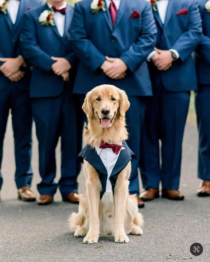 dog in wedding party