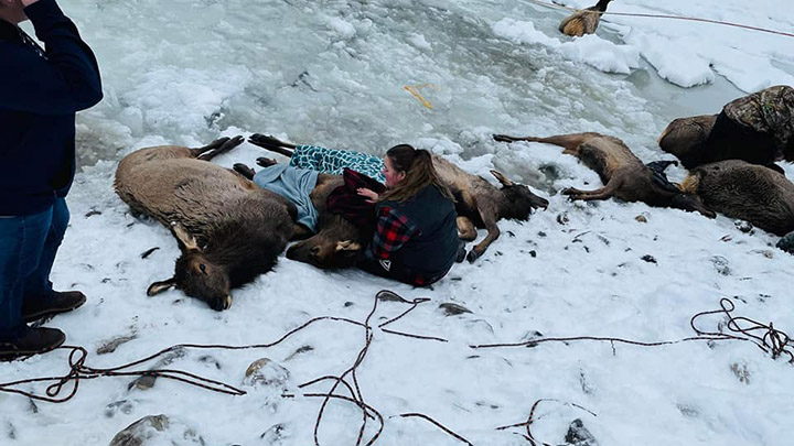 rescue freezing elk
