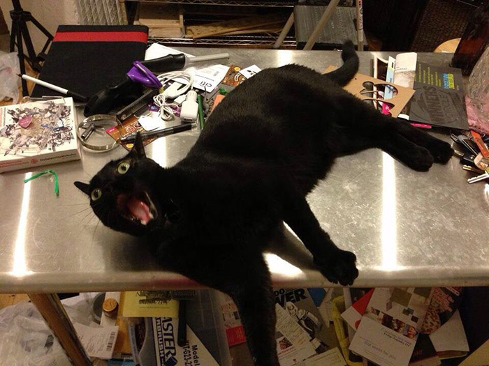 black cat funny