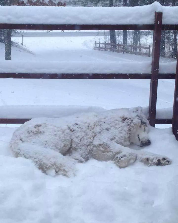 dog loves snow