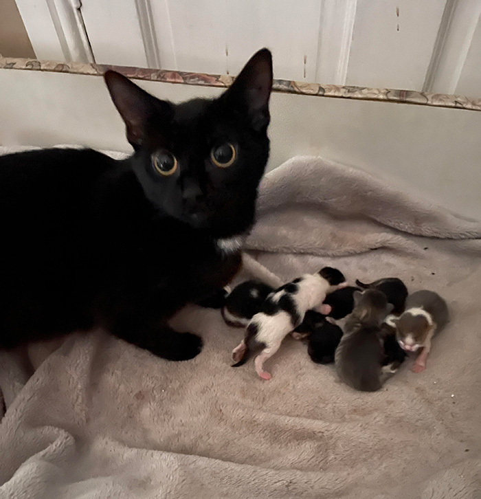 94mge-kittens-6.jpg