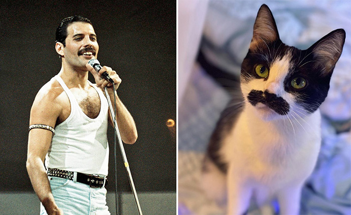 Freddie Mercury cat