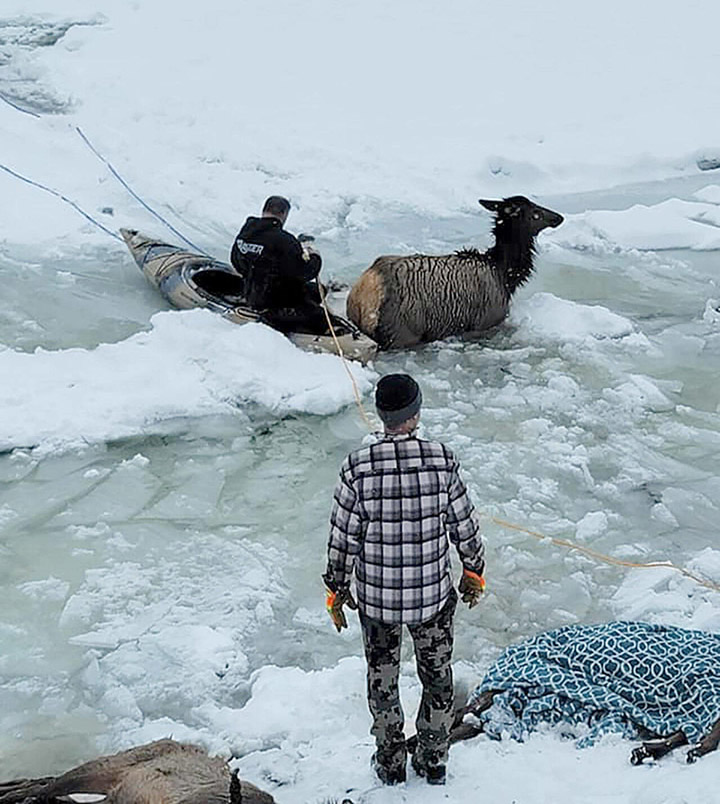 rescuers save elk