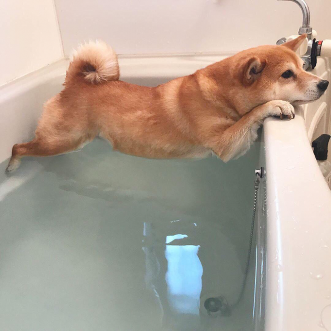 dog hates baths