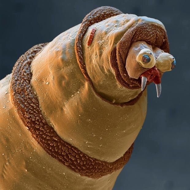 maggot electron microscope