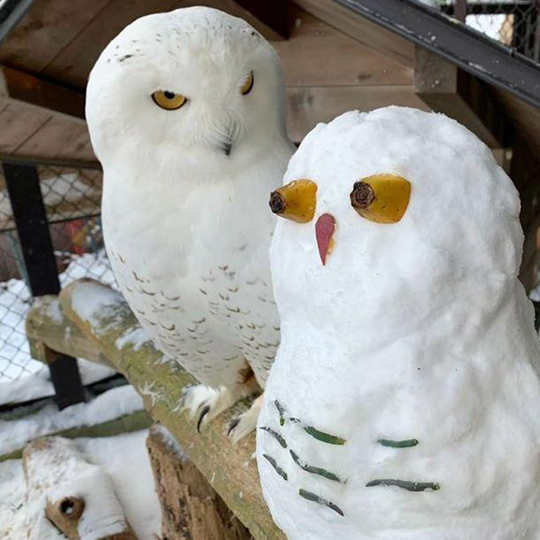 e4ru0-snowy-owl-snow.jpg