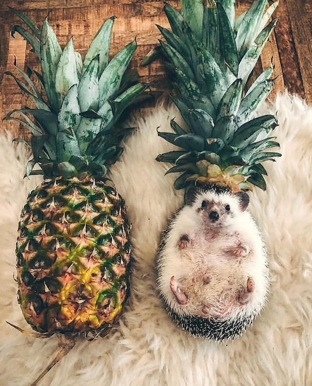 pineapple hedgehog