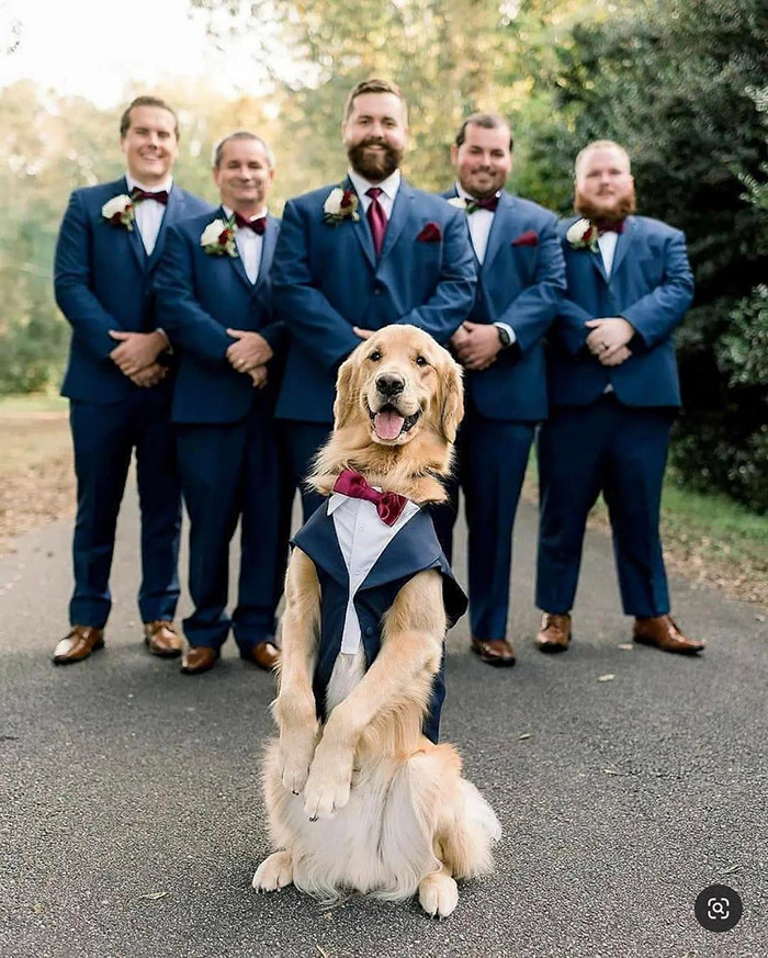 dog in wedding party