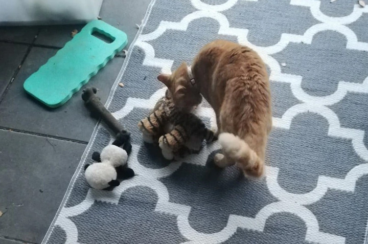 pirate kitty