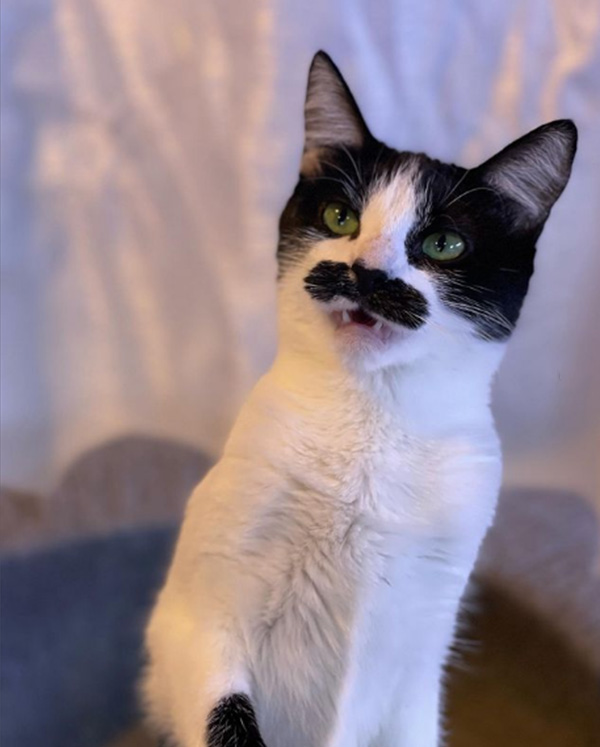 Freddie Mercury cat