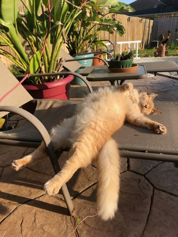 cat sun bath