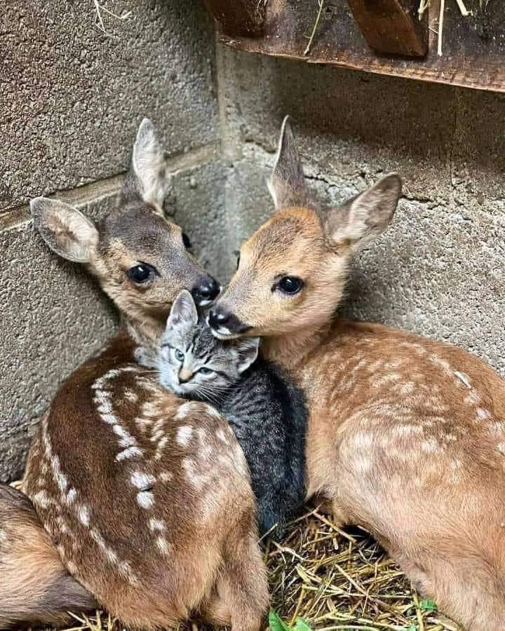 kitten and baby deer