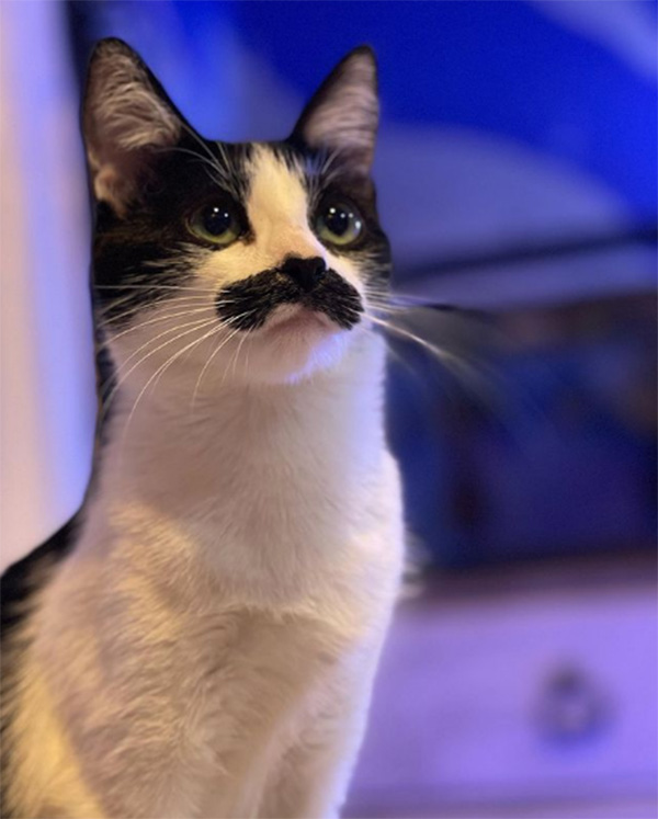 Freddie Mercury cat