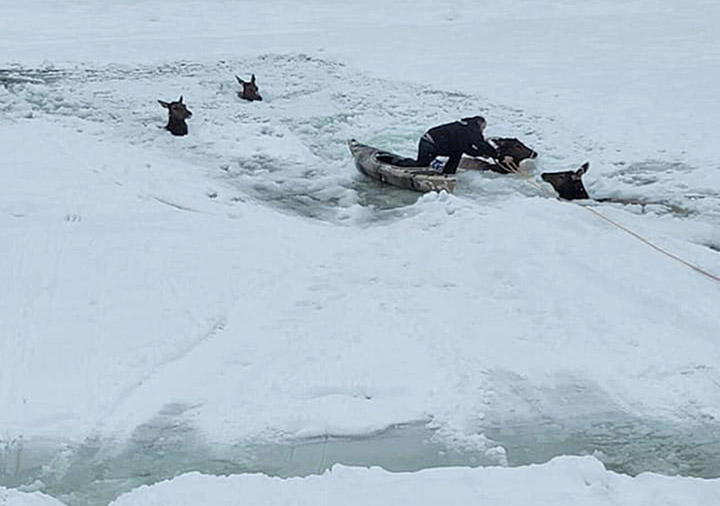 rescuers save elk