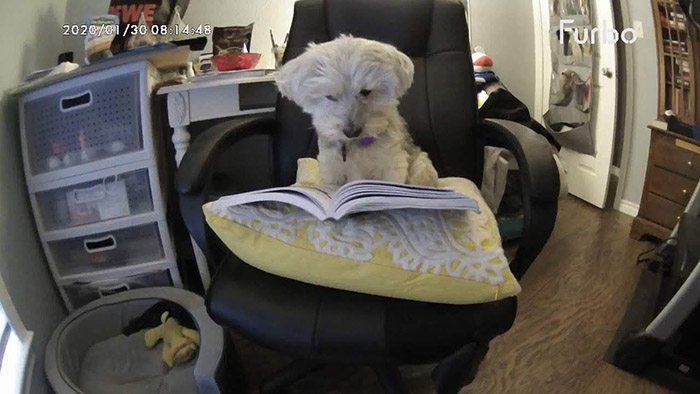 dogs studying