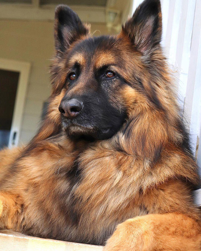 2a7bv-majestic-king.jpg