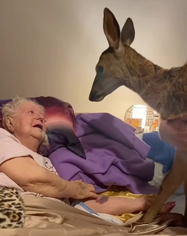 deer for dying mom