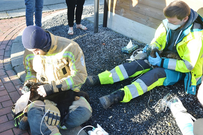 firefighters help cats