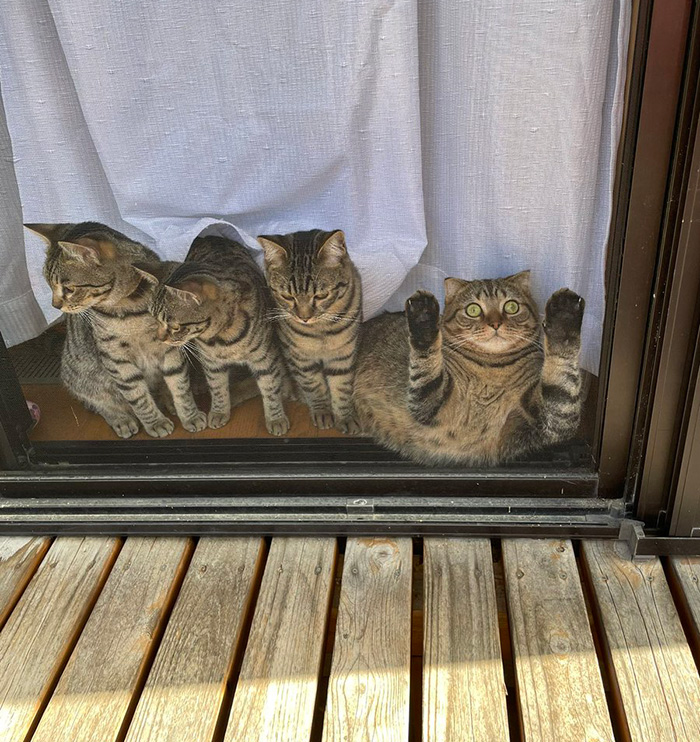cats window