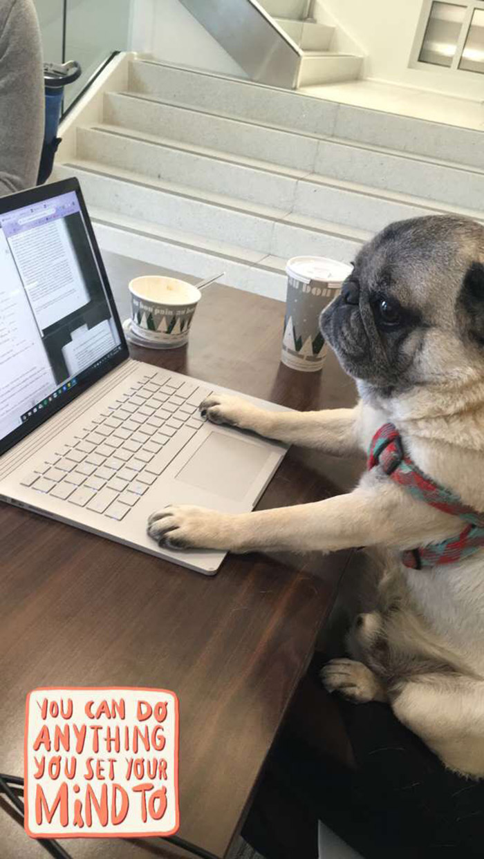 dogs studying