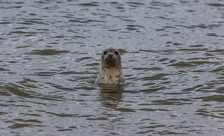 seal helps man survive in ocean at night 5 hours