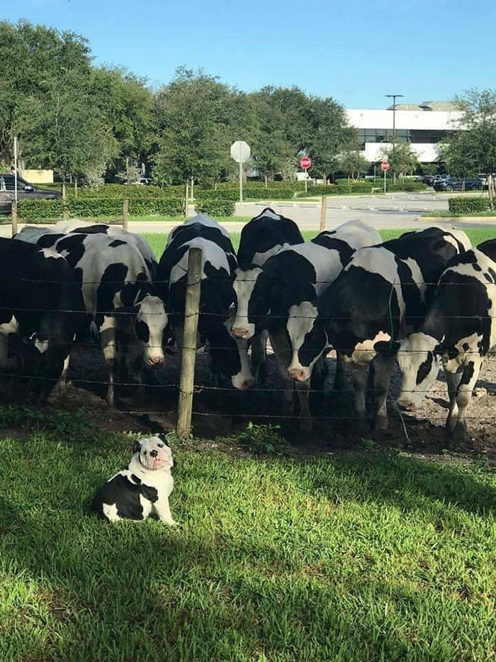 cow escaped