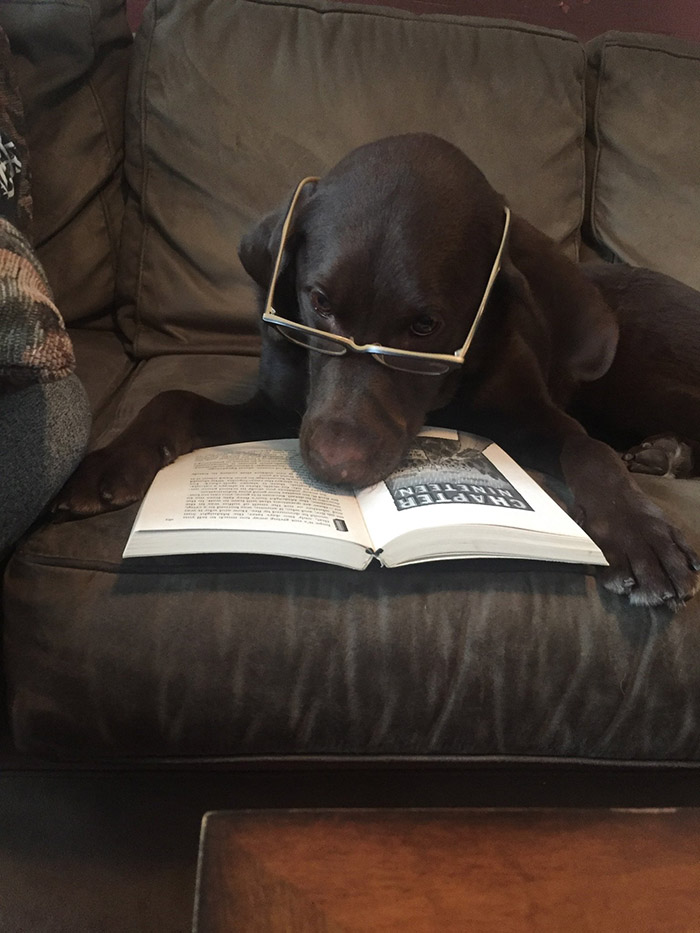 dogs studying