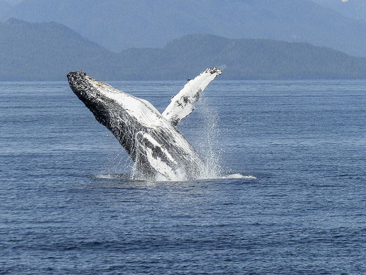 humpback whales no longer endangered Australia