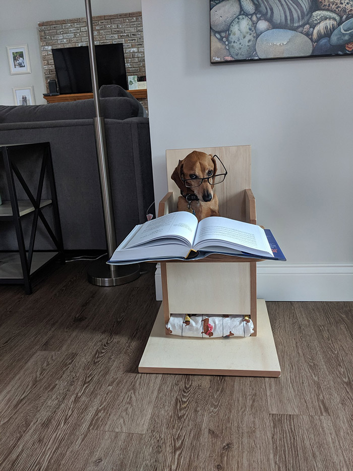 dogs studying
