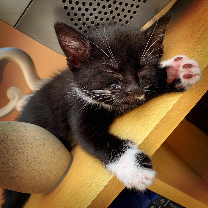 n2k67-cat-first-day.jpg